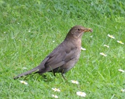 30th May 2012 - Mrs Blackbird gathering food after all the shamozzle