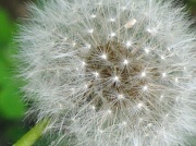 26th May 2012 - Make a Wish