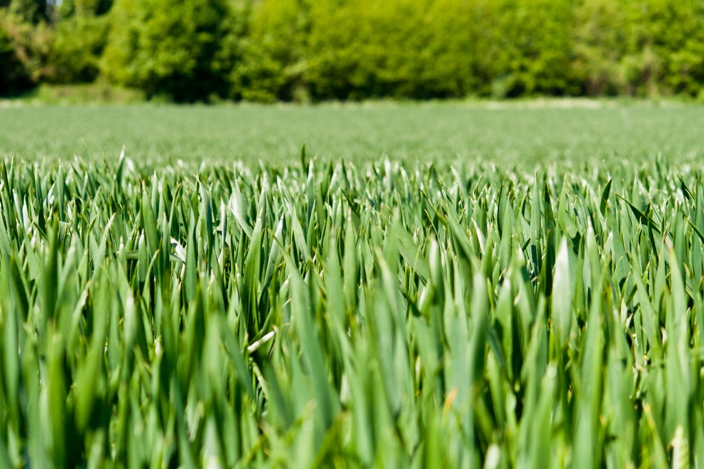 field of green by peadar