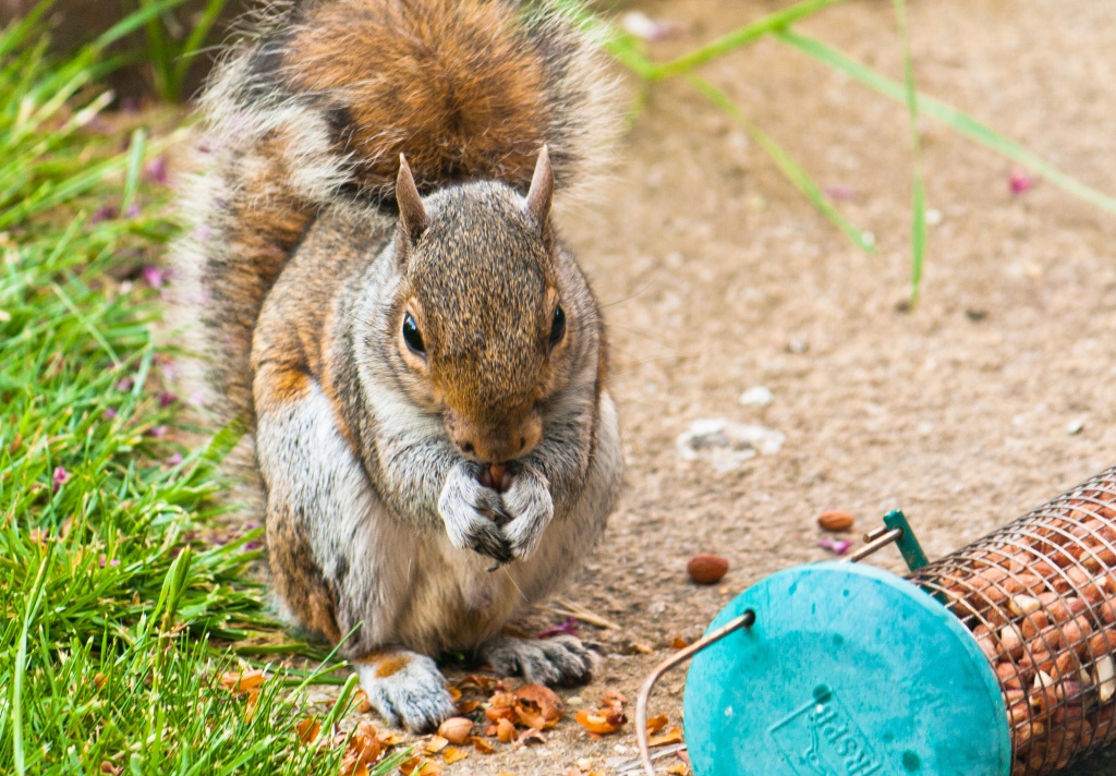 squirrel nuts by peadar