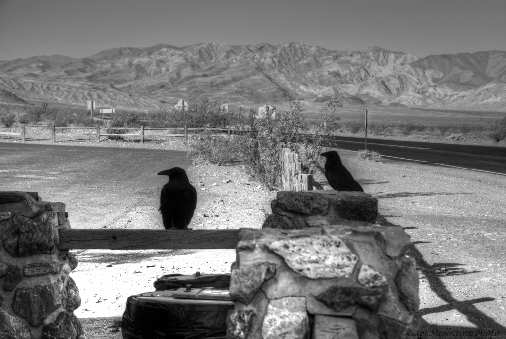 Desert Ravens by jgpittenger
