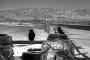 30th May 2012 - Desert Ravens