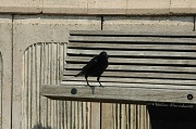 30th May 2012 - The crow on the bench