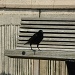 The crow on the bench by parisouailleurs
