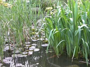 23rd May 2012 - Fish Pond