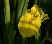 29th May 2012 - Iris by sunlight