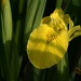 Iris by sunlight by dulciknit