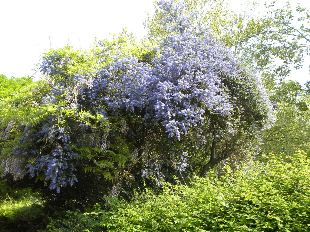 Flowering shrub by oldjosh