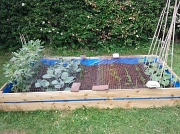 30th May 2012 - My vegetable plott