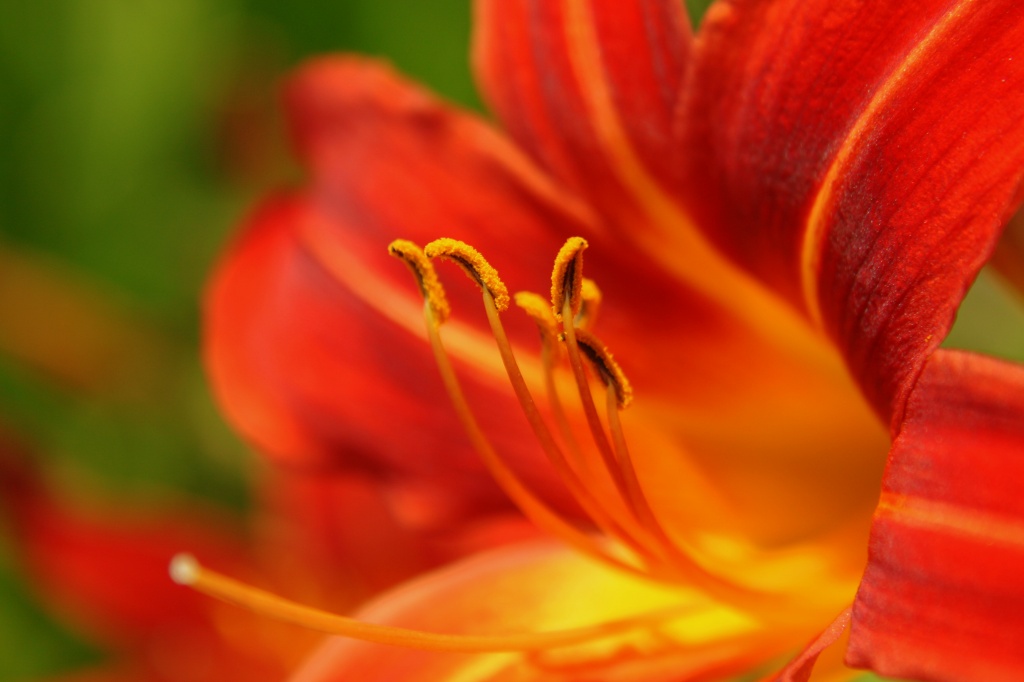 Lily by kerristephens
