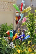 28th May 2012 - Bottle Tree