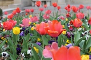 29th May 2012 - Colorful Tulips