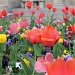 Colorful Tulips by judyc57