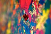 30th May 2012 - Splatter art