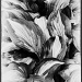 Hosta Leaves (Revisited) by skipt07