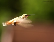 31st May 2012 - Zooming In