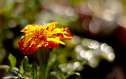 30th May 2012 - marigold