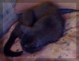 25th May 2012 - Sleepy kitty