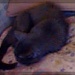 Sleepy kitty by kchuk