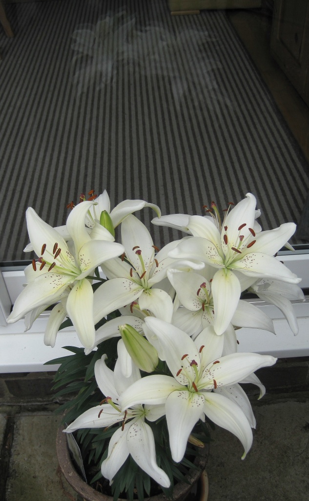 Ray's lilies:  outside in by quietpurplehaze