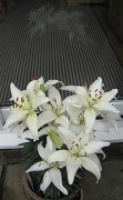 31st May 2012 - Ray's lilies:  outside in