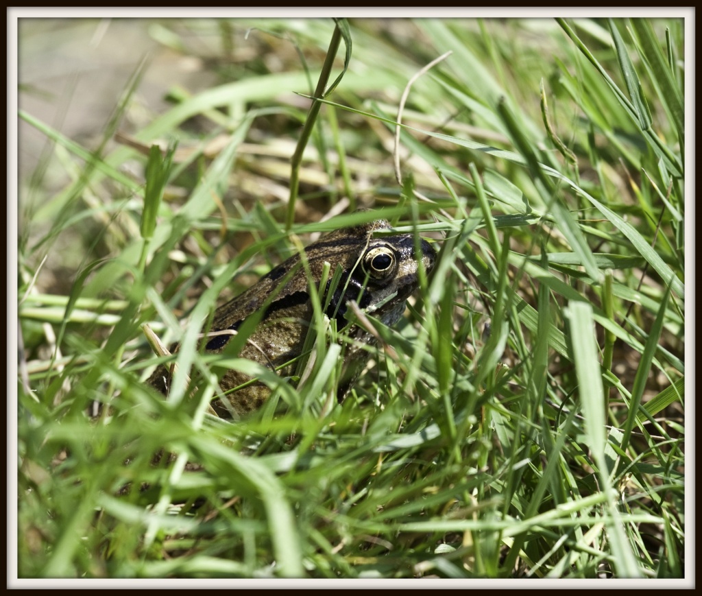 29.5.12 Mr Frog by stoat