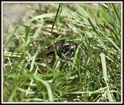 29th May 2012 - 29.5.12 Mr Frog