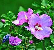31st May 2012 - Rose of Sharon