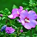 Rose of Sharon by soboy5