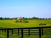 31st May 2012 - The Horse Farms