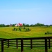 The Horse Farms by cindymc