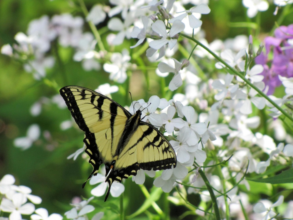 Tiger Swallowtail (thanks to Trina Paula Holub for identifying.) by maggie2