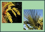 30th May 2012 - Palm tree
