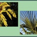 Palm tree by busylady