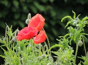 31st May 2012 - Poppies
