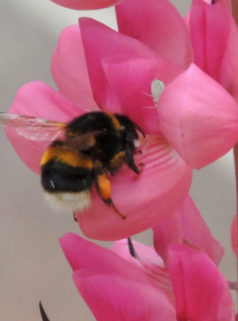 Bee on pink lupin by rosiekind
