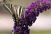 28th May 2012 - Zebra swallowtail
