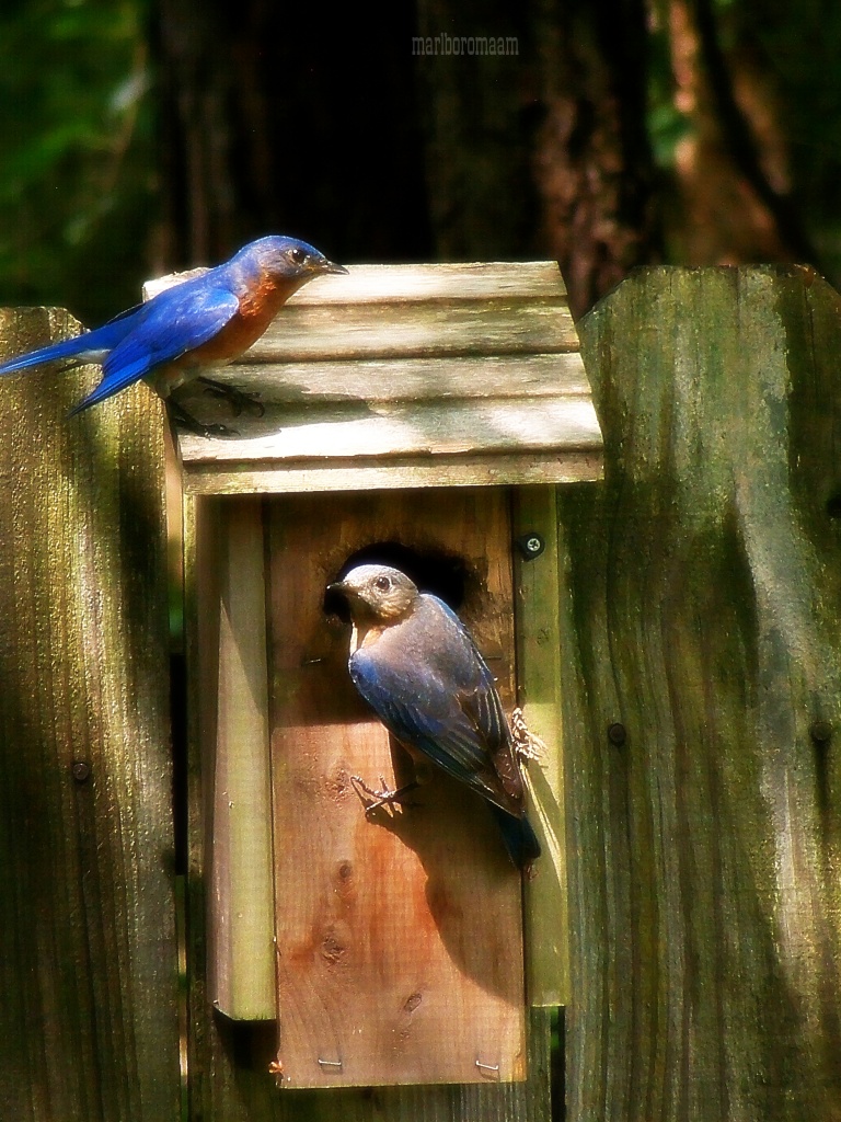 Bluebird pair... by marlboromaam