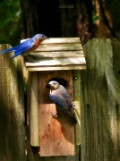 1st Jun 2012 - Bluebird pair...