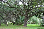 27th May 2012 - Big Old Tree