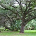 Big Old Tree by stcyr1up
