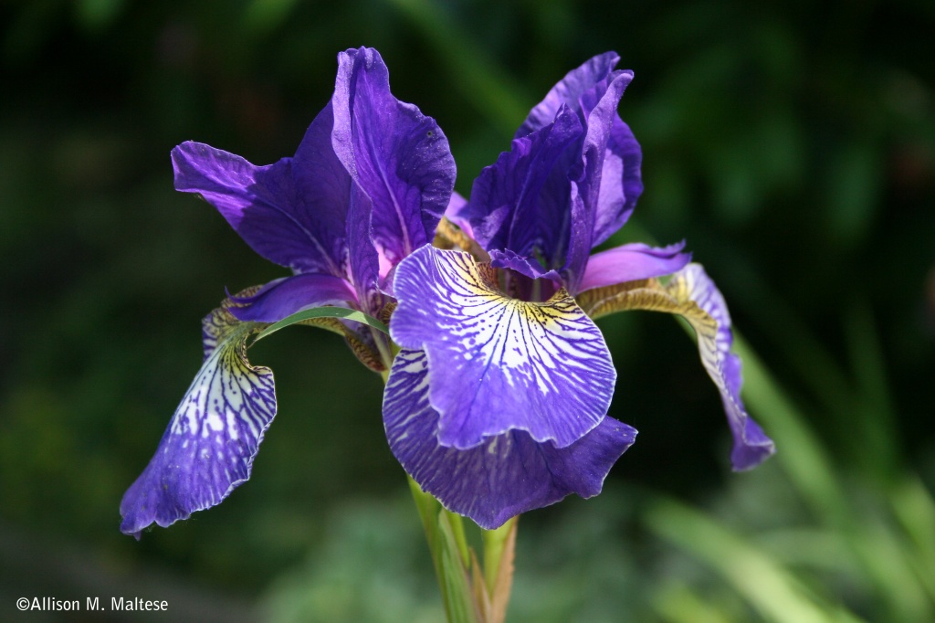 Another Iris by falcon11