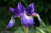 31st May 2012 - Another Iris