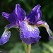 Another Iris by falcon11