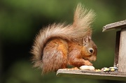 30th May 2012 - Red Squirrel