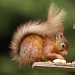 Red Squirrel by natsnell