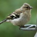 Baby Chaffinch by natsnell