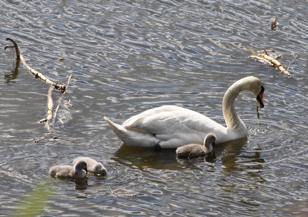 365-Swans IMG_6247 by annelis