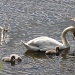 365-Swans IMG_6247 by annelis