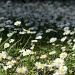 Daisies by natsnell